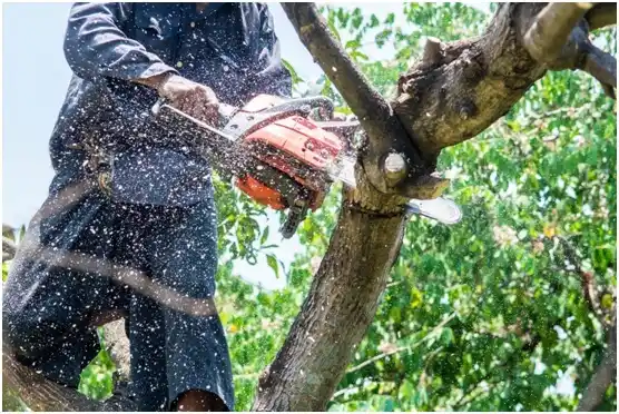 tree services Old River-Winfree